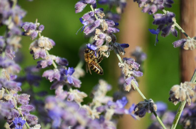 lavender,lavender background,nature background,bee,bee on the flower,honey bee,bee on lavender,honey,summer background,summer flower,nature
