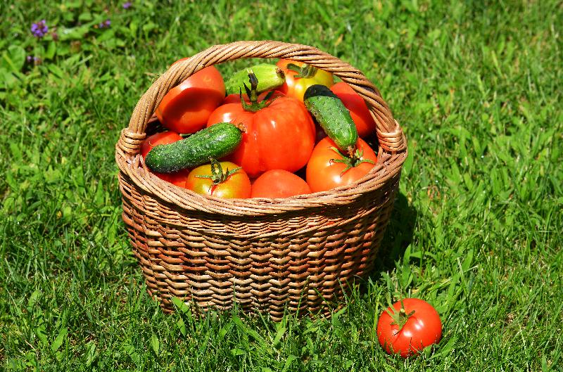 fresh tomatoes,fresh cucumbers,summer harvest, red tomatoes,gardening,tomato harvest,vegetarian