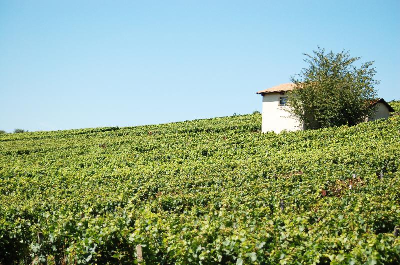 Burgundy,France,vineyard,wine,grapes,nature,countryside,barn.JPG