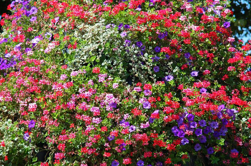 flower mix,flower background,nature background,flowerbed,summer,colorful flowers