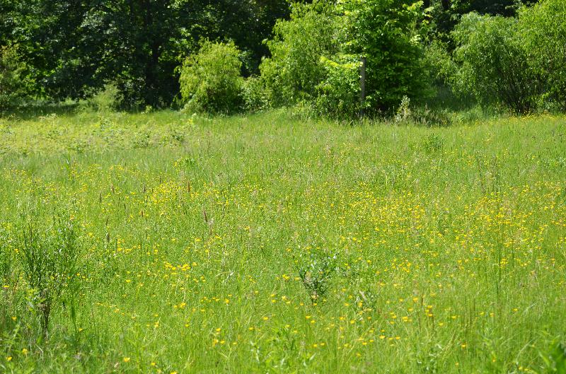 summer,meadow,green grass,nature,yellow flowers,summer background,nature background,sunny day